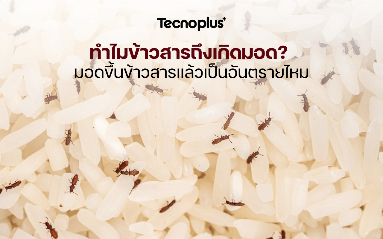 ทำไมข้าวสารถึงเกิดมอด_ มอดขึ้นข้าวสารแล้วเป็นอันตรายไหม